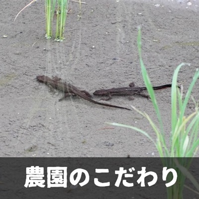 こだわり