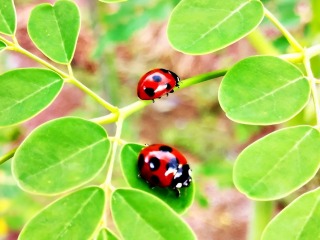 モリンガの葉にとまるテントウムシ