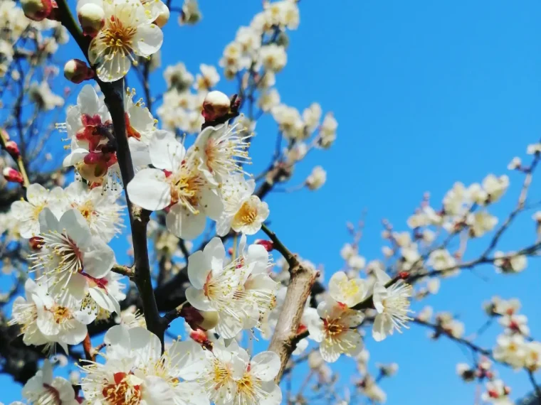 青空と梅の花