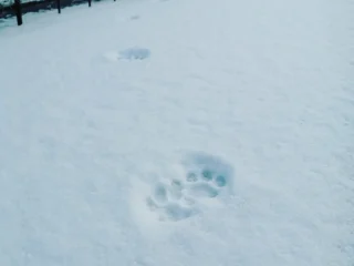 動物の足跡