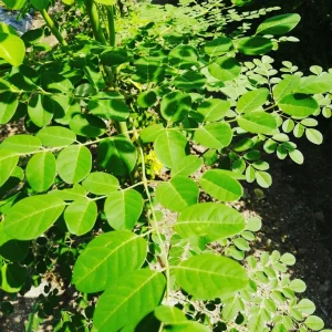 moringa