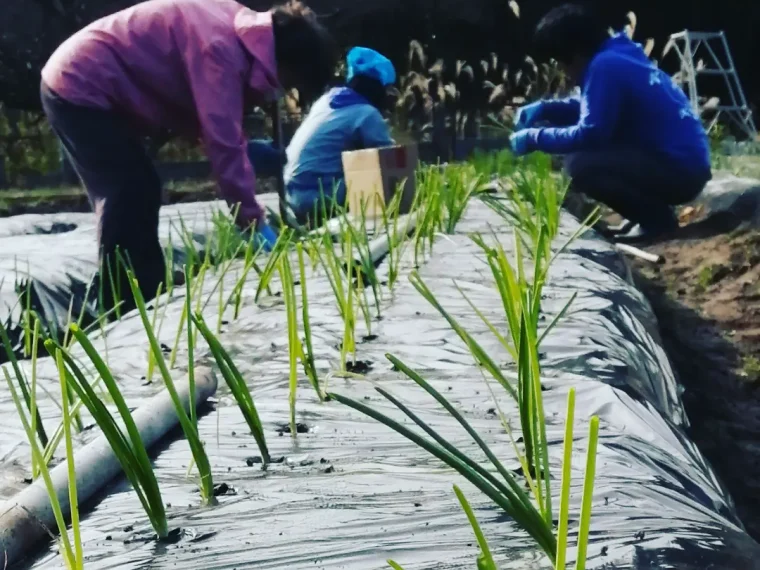 玉ねぎの定植作業