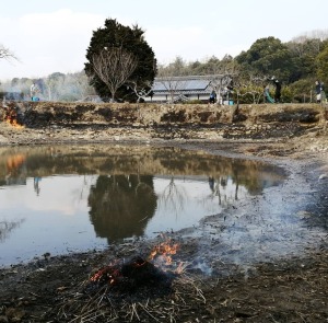 ため池の野焼き