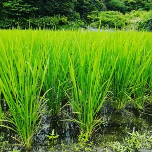 澄んだ水の中で育つ水稲