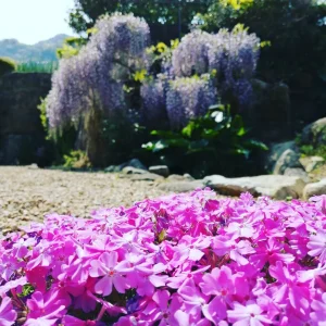 芝桜と藤の花