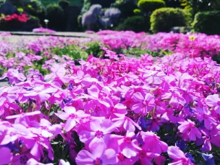 満開に咲いた芝桜