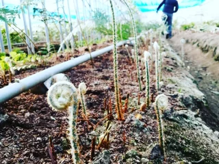 レザーファンの新芽