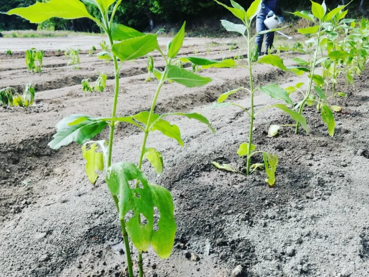 きくいも定植後の水やり