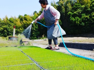 苗代の水やり