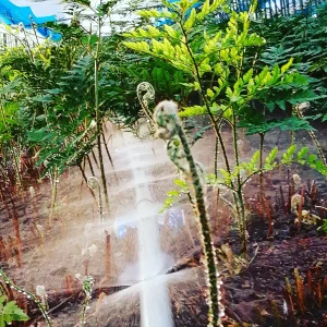 レザーファンに水やり