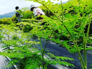 モリンガの若木とばあちゃん